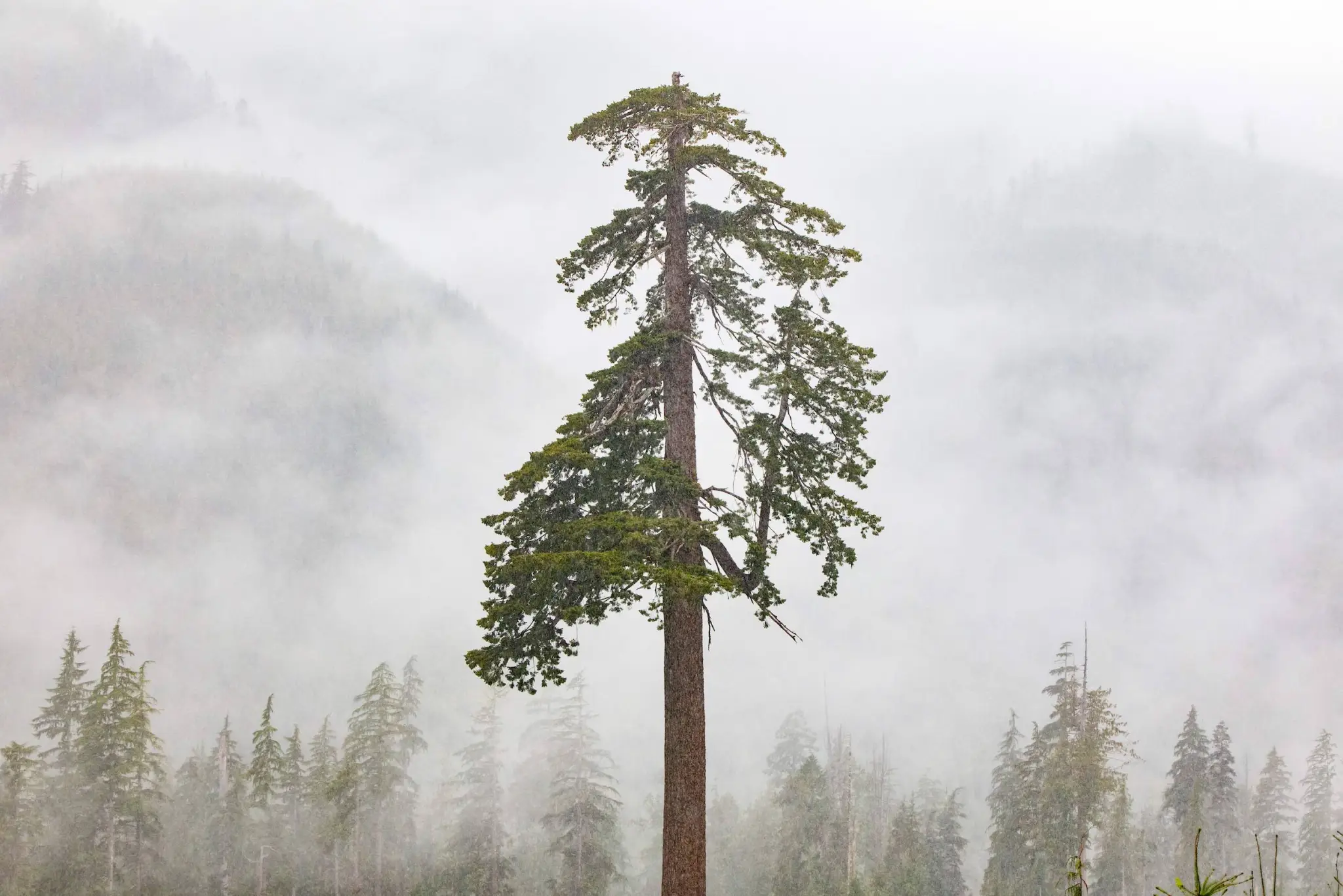 Just Climate secures $175M from Microsoft and CalSTRS for Nature-Based Climate Investments