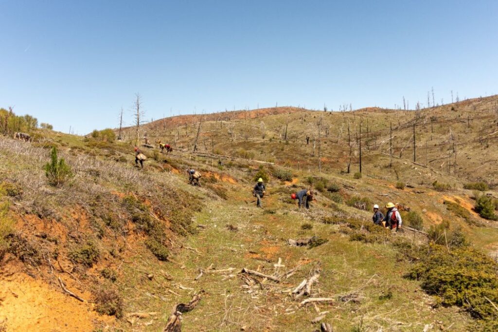 Tentree spinout Veritree secures $9.1M CAD Series A to scale nature restoration tech