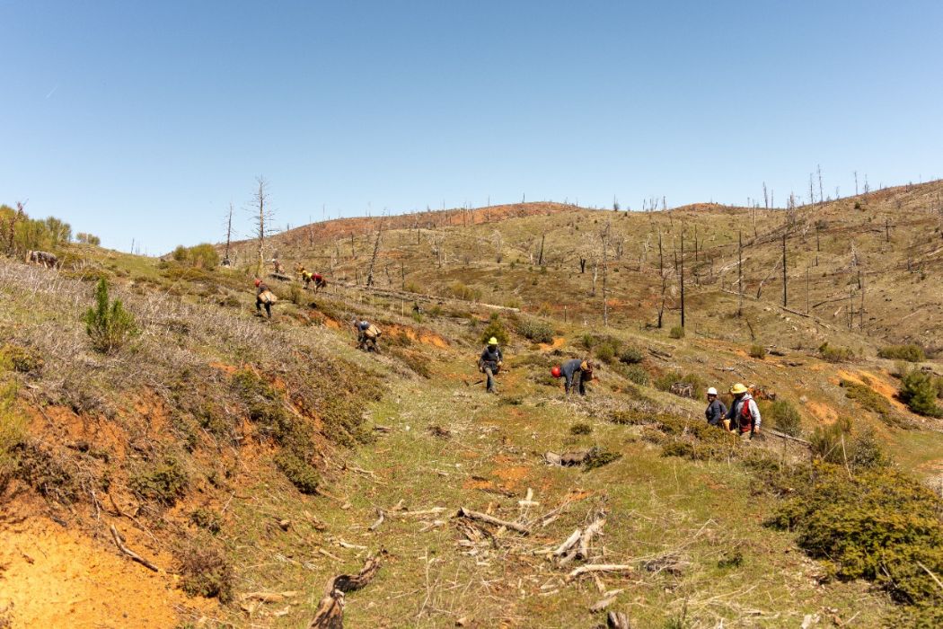 Tentree spinout Veritree secures $9.1M CAD Series A to scale nature restoration tech