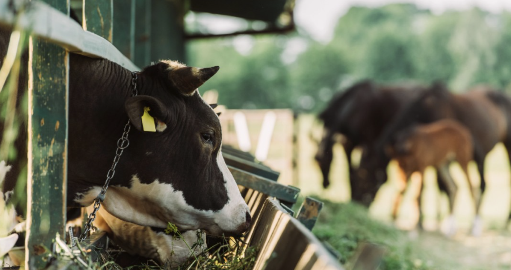 Antler Bio bags €3.6M to boost Data-Driven Dairy Farming