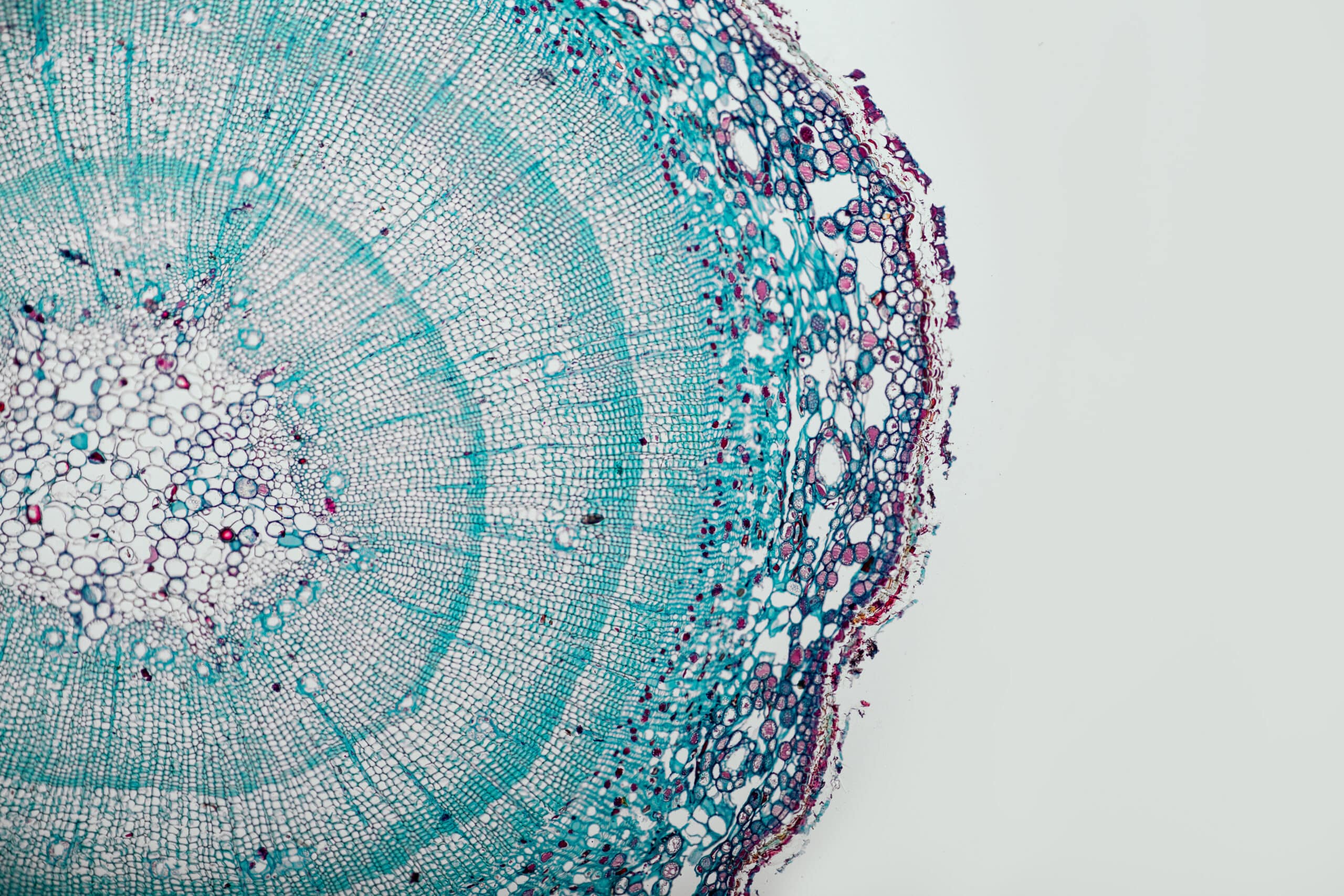 Living Models secures $7M Seed Round to develop AI Foundation Models for Biology